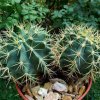 Ferocactus _glaucescens 13